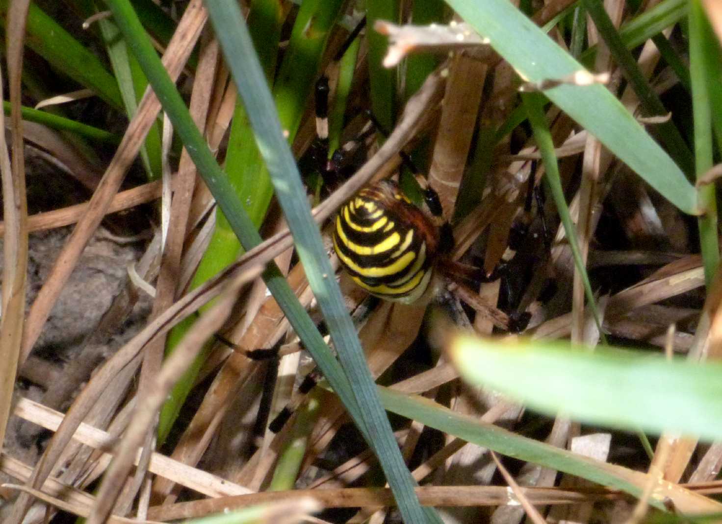 Argiope bruennichi con Locusta migratoria